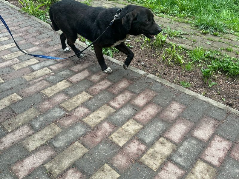 Kodi szuka dobrego domu