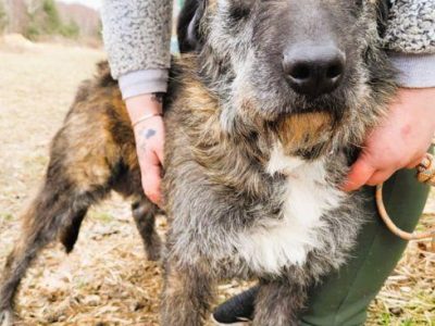SZAFRAN - cudowny psiak w typie wyżła do adopcji