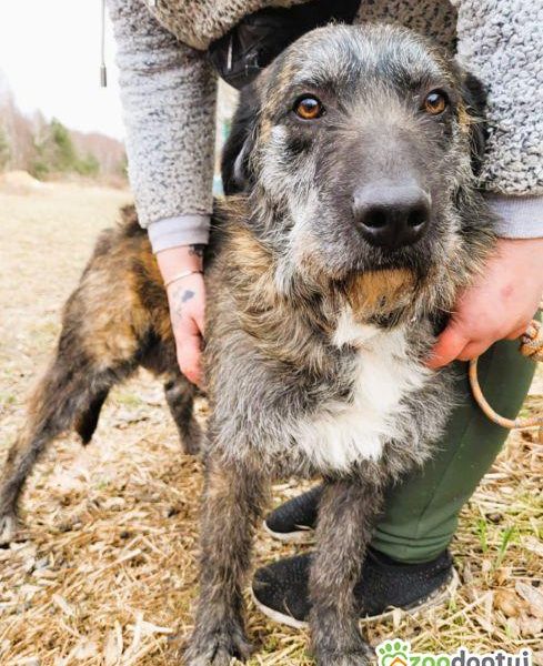 SZAFRAN - cudowny psiak w typie wyżła do adopcji