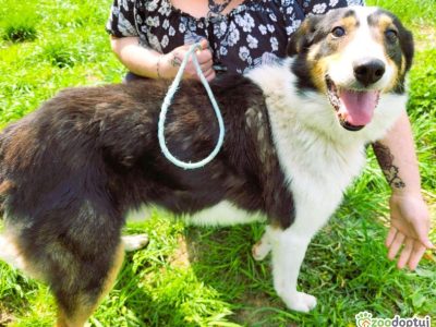 BOGUŚ - kochany psiak w typie szkocki collie szuka domu