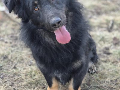 Kajtuś - fantastyczny, inteligentny przegubowiec szuka domu!