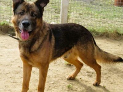 RASTI - cudowny owczarek porzucony za kratami, ADOPTUJ