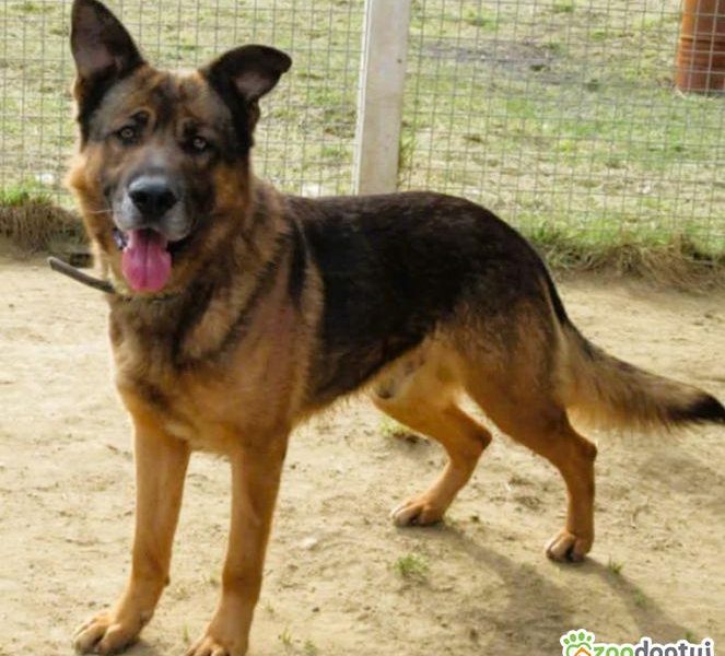 RASTI - cudowny owczarek porzucony za kratami, ADOPTUJ
