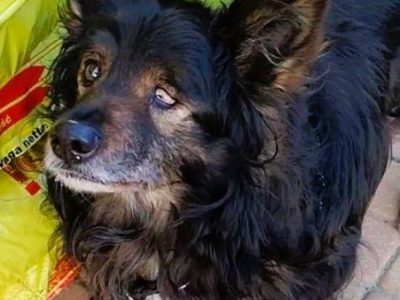 ROMUŚ - staruszek porzucony na opuszczonej posesji, ADOPTUJ