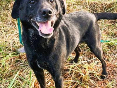 GUCIO - po 8 latach, oddany do schroniska jak śmieć, ADOPTUJ