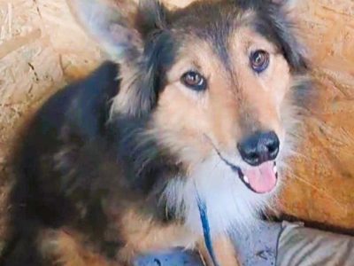 BRATEK - przerażony psiak w typie collie szuka domu
