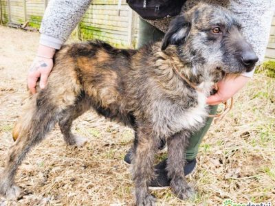 SZAFRAN - cudowny psiak w typie wyżła do adopcji