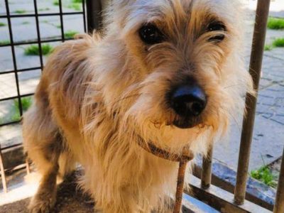 FIKUŚ - mały, delikatny psiak w schronisku, ADOPTUJ