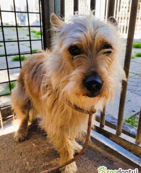 FIKUŚ - mały, delikatny psiak w schronisku, ADOPTUJ
