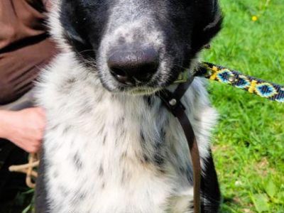FELIKS - super psiak w typie border collie do adopcji