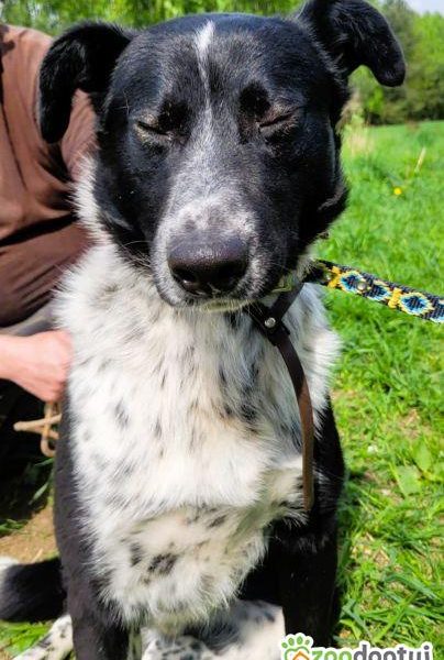 FELIKS - super psiak w typie border collie do adopcji