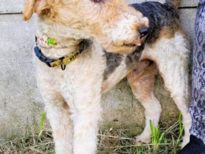 PAGO - foxterrier szorstkowłosy szuka domu
