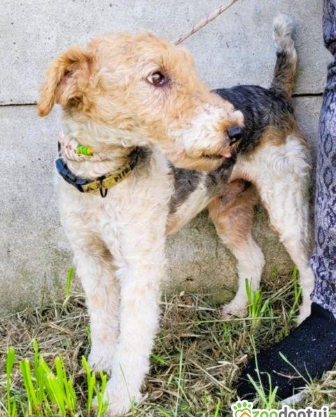 PAGO - foxterrier szorstkowłosy szuka domu