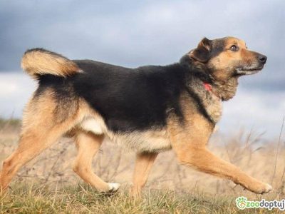 KACPEREK - kochany, wrażliwy kundelek szuka super domu