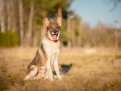 Czesmir - wpatrzony w człowieka, łagodny, kochany psiak BŁAGA o dom!