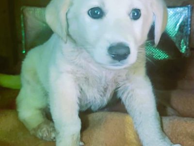 API - mały szczeniak w typie labradora szuka domu