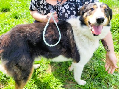 BOGUŚ - kochany psiak w typie szkocki collie szuka domu