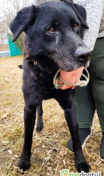 HARY - czarny, zwykły, zaniedbany psiak błaga o dom