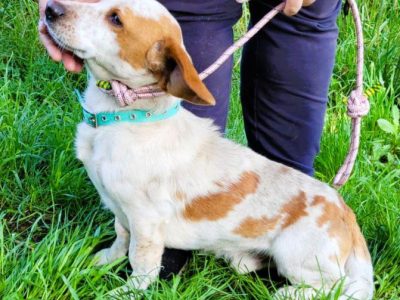 BINGO - piękny, wrażliwy mix basseta z beaglem szuka domu