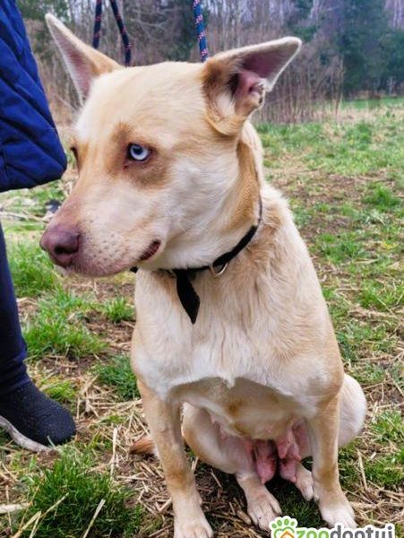 FIONA - piękna sunia z kolorowymi oczami szuka domu