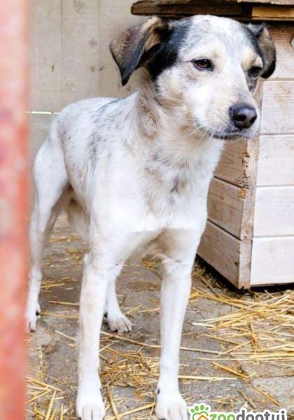 REKSIO - młody, delikatny psiak za kratami, PILNE