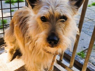 FIKUŚ - mały, delikatny psiak w schronisku, ADOPTUJ