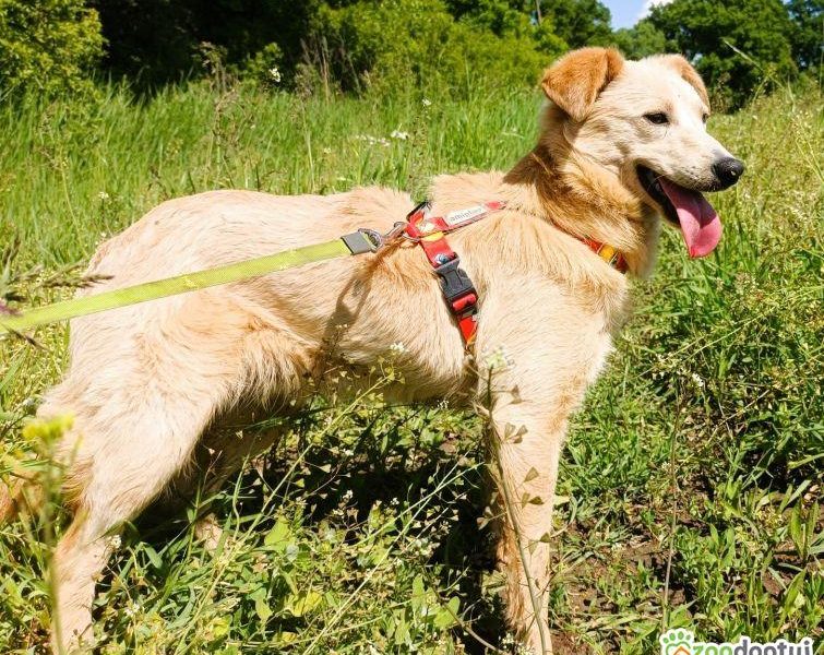 CZESIO - super, roczny psiak poleca się do adopcji