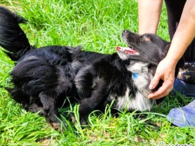 KUBUŚ - zaniedbany, kochany pro ludzki psiak do adopcji