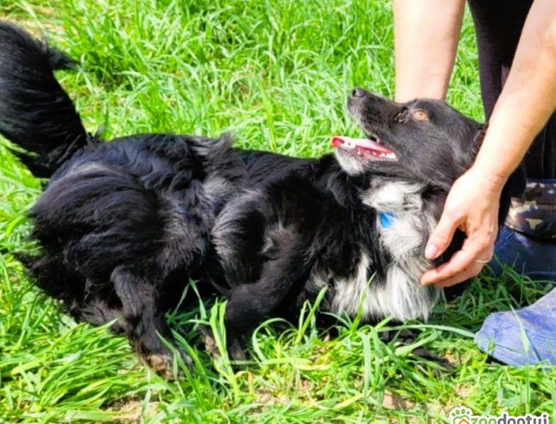 KUBUŚ - zaniedbany, kochany pro ludzki psiak do adopcji