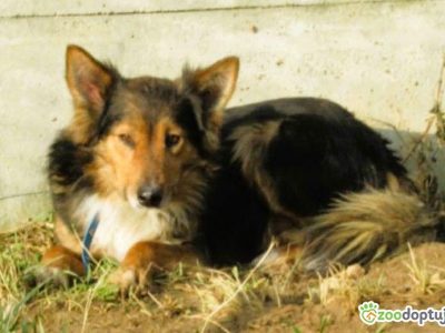 BRATEK - przerażony psiak w typie collie szuka domu