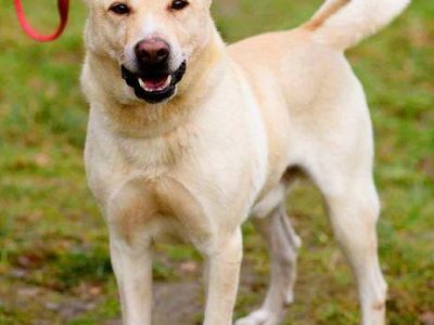 ALEX - kochany psiak, porzucony na jesień życia, ADOPTUJ