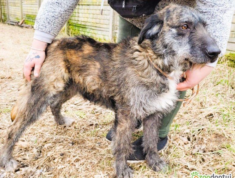 SZAFRAN - cudowny psiak w typie wyżła do adopcji