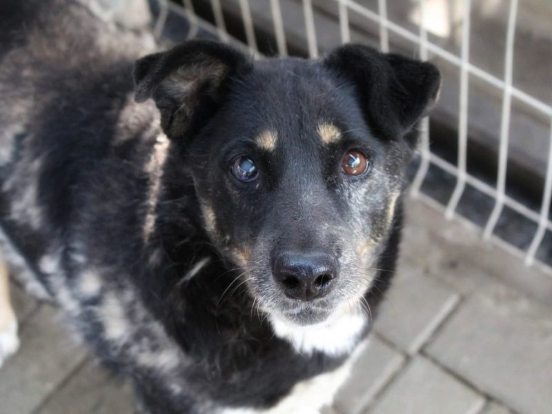 Perełka - rezolutna, wesoła seniorka szuka domu!