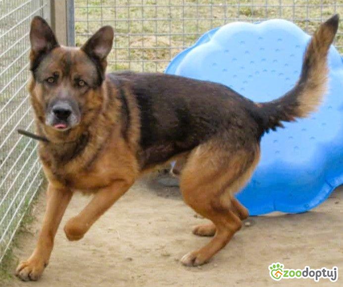 RASTI - cudowny owczarek porzucony za kratami, ADOPTUJ