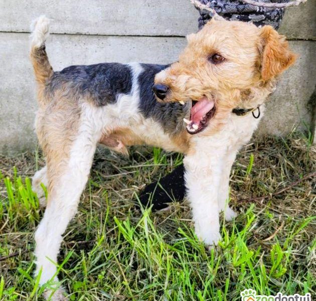 PAGO - foxterrier szorstkowłosy szuka domu