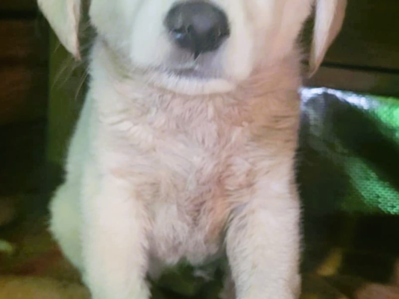 API - mały szczeniak w typie labradora szuka domu