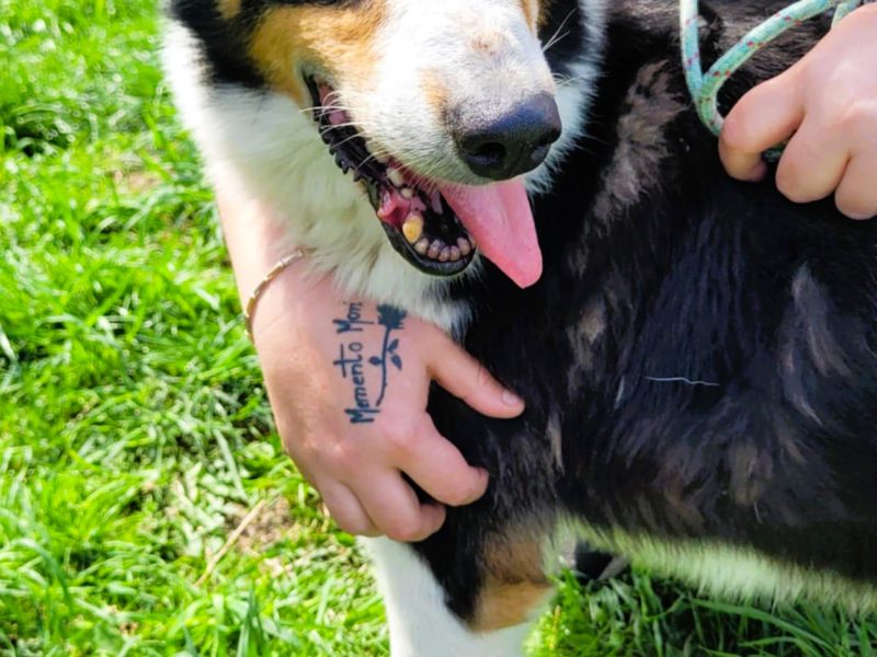 BOGUŚ - kochany psiak w typie szkocki collie szuka domu