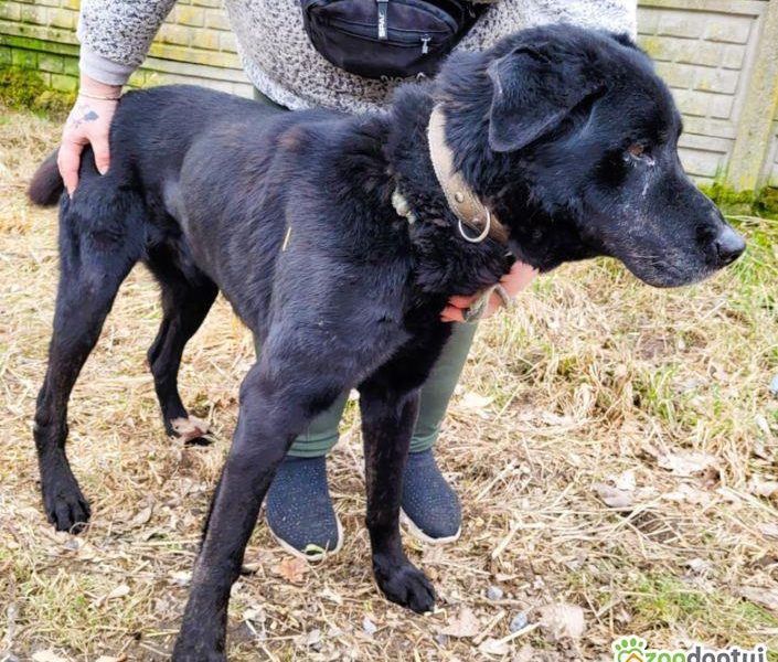 HARY - czarny, zwykły, zaniedbany psiak błaga o dom