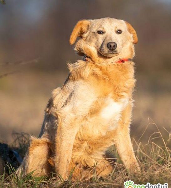 BAMBI - piękny, młody, delikatny psiak do adopcji
