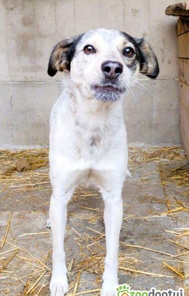 REKSIO - młody, delikatny psiak za kratami, PILNE