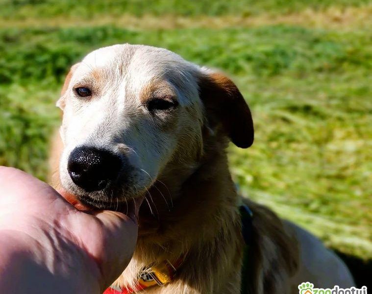 CZESIO - super, roczny psiak poleca się do adopcji