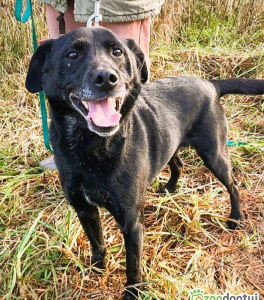 GUCIO - po 8 latach, oddany do schroniska jak śmieć, ADOPTUJ