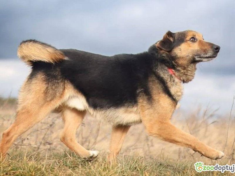 KACPEREK - kochany, wrażliwy kundelek szuka super domu