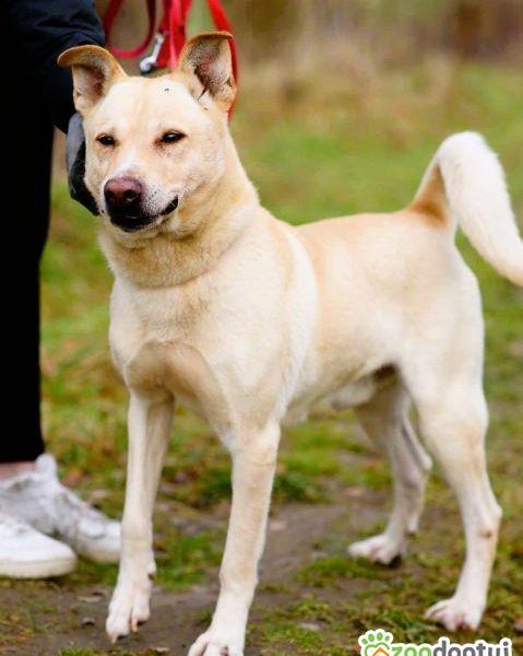 ALEX - kochany psiak, porzucony na jesień życia, ADOPTUJ