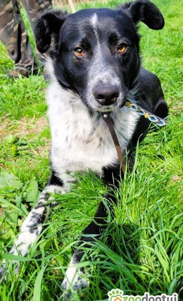 FELIKS - super psiak w typie border collie do adopcji