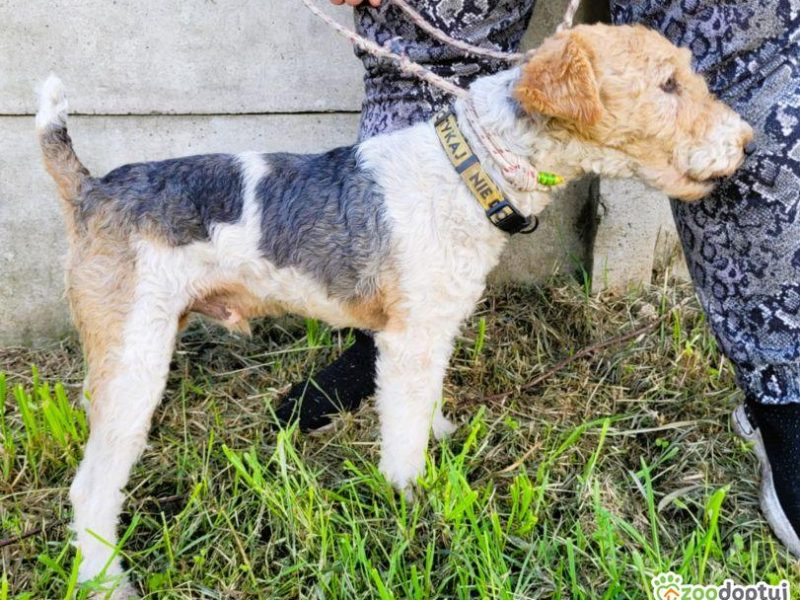 PAGO - foxterrier szorstkowłosy szuka domu