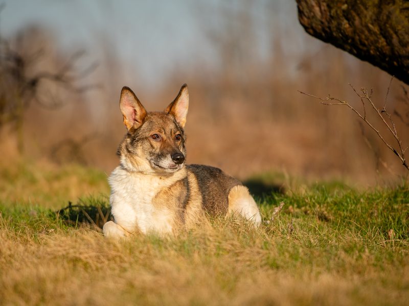 Czesmir - wpatrzony w człowieka, łagodny, kochany psiak BŁAGA o dom!