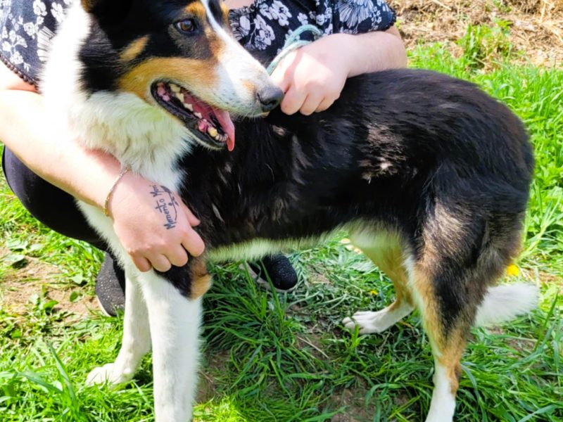BOGUŚ - kochany psiak w typie szkocki collie szuka domu