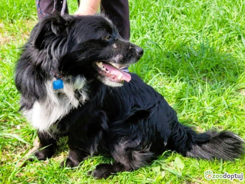 KUBUŚ - zaniedbany, kochany pro ludzki psiak do adopcji