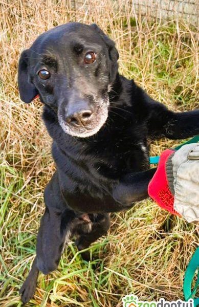 GUCIO - po 8 latach, oddany do schroniska jak śmieć, ADOPTUJ